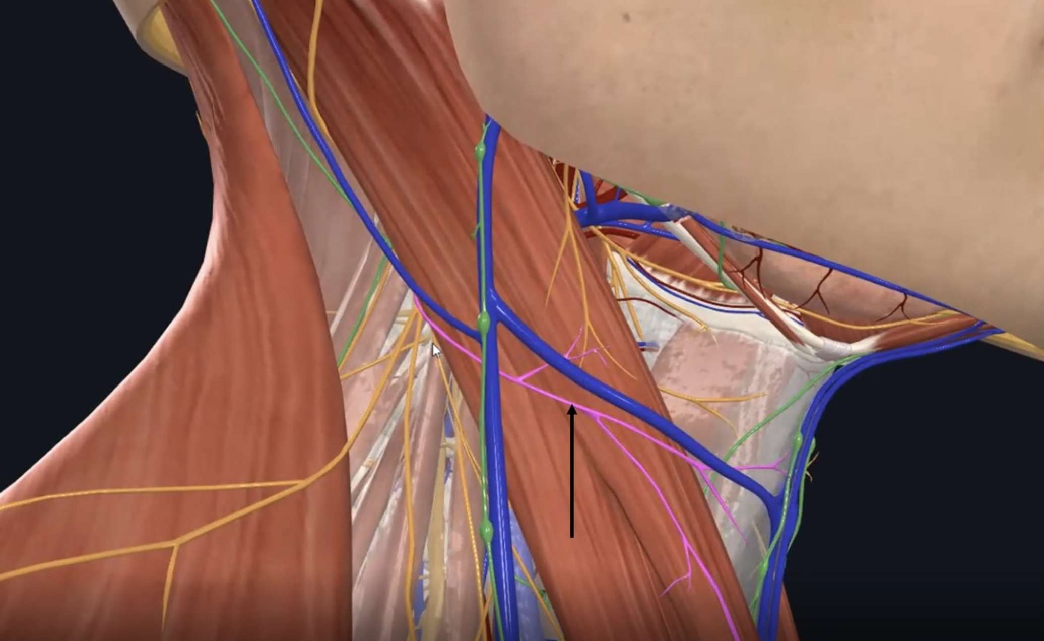 Transvers cervical nerve, אחד מעצבי ה־Cervical plexus. העצב הוא עצב תחושתי המספק את קדמת הצוואר ובוקע פוסטריורית לשריר ה־SCM בנקודה הקרויה -nerve point/Erb's point