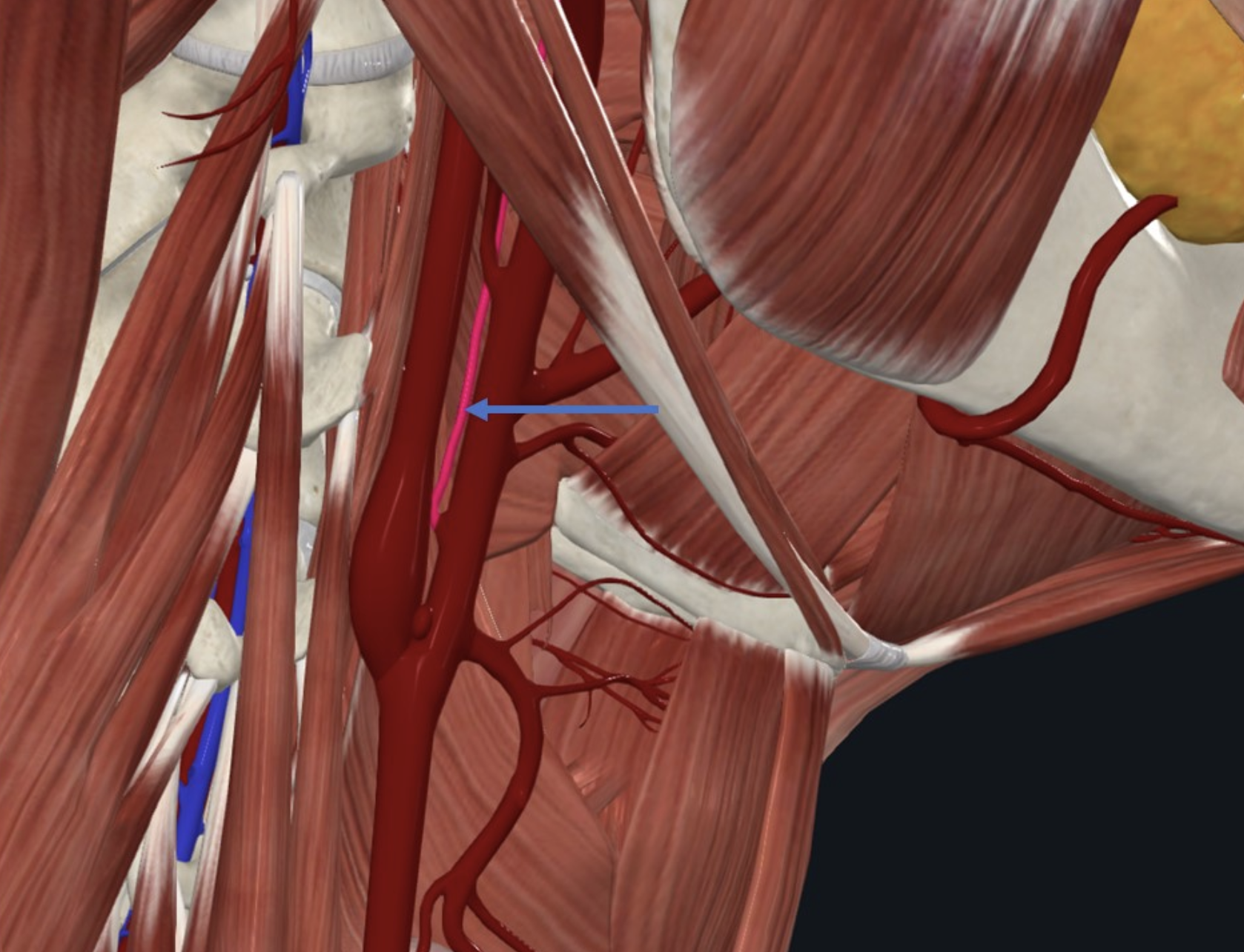 Ascending pharyngeal artery, מקורו ב־External carotid. מספק מבנים באזור ה־Pharynx