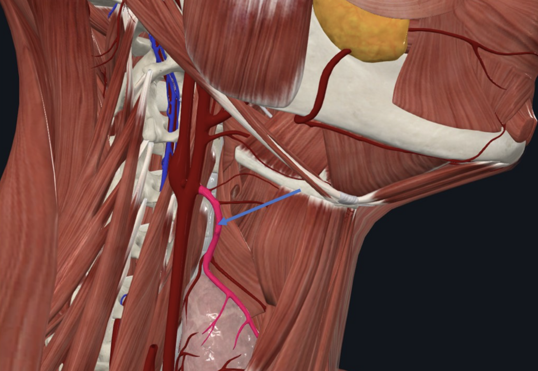 Superior thyroid artery, מקורו ב־External carotid והוא מספק מבנים ב־Larynx ואת בלוטת ה־Thyroid