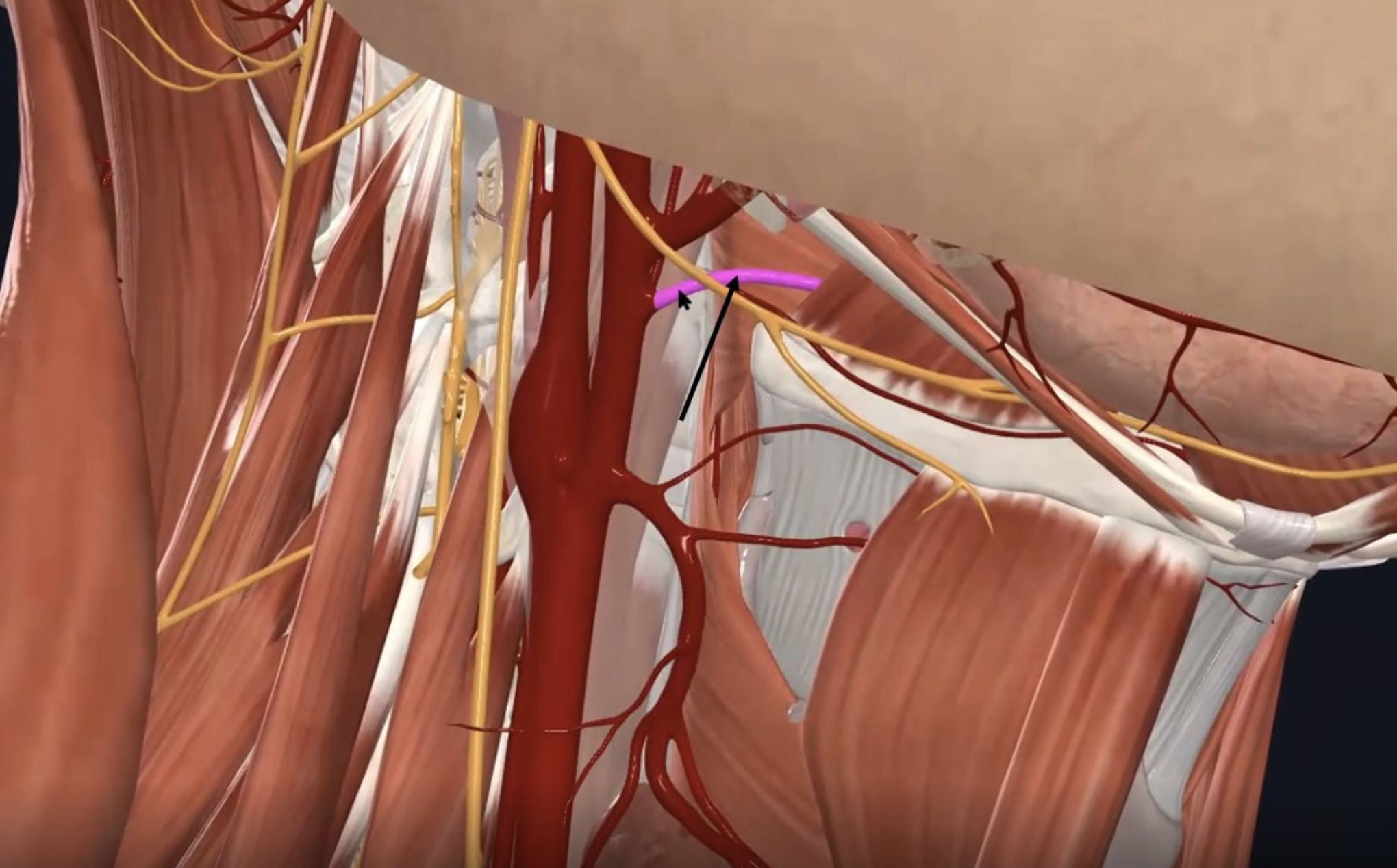 Lingual artery, מקורו ב־External carotid והוא מספק מבנים בבסיס הלשון