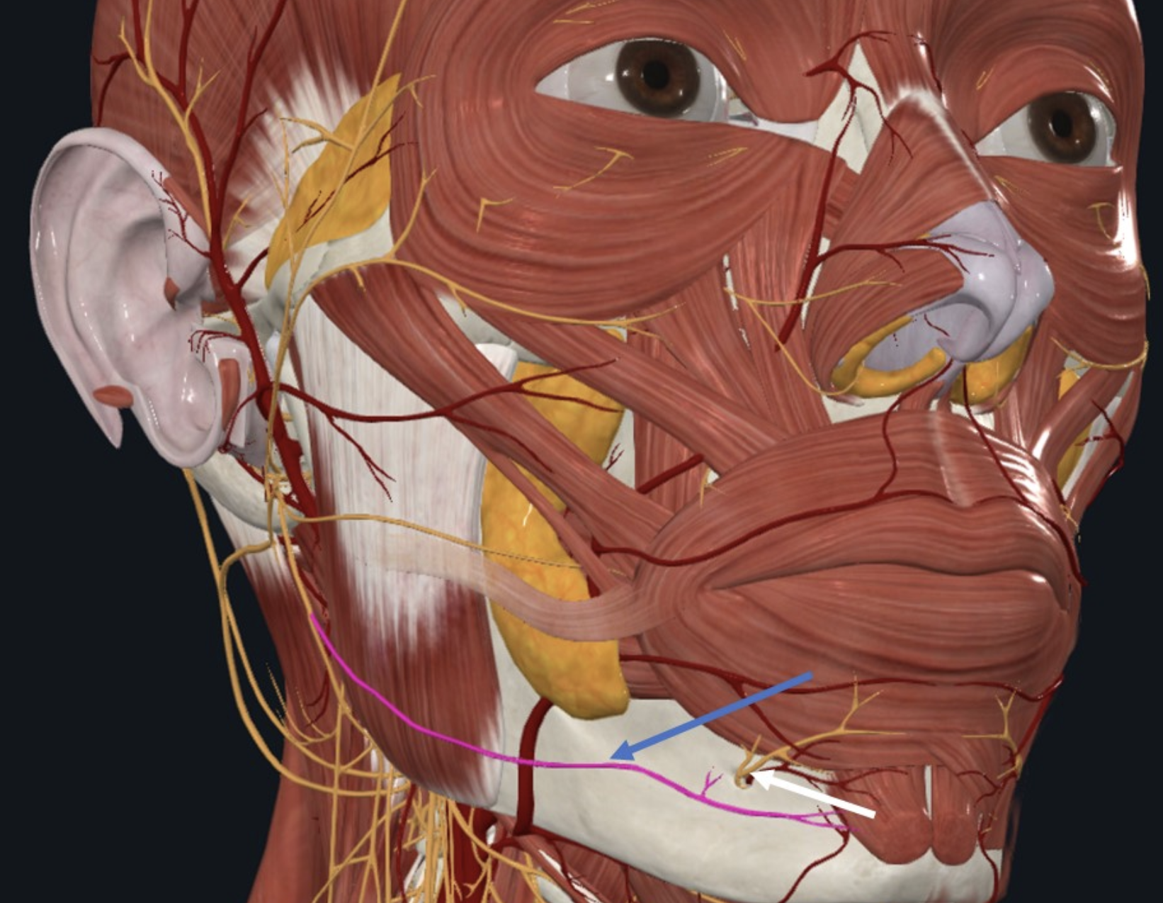 Marginal mandibular nerve, אחד מסעיפיו של עצב קרניאלי מספר 7