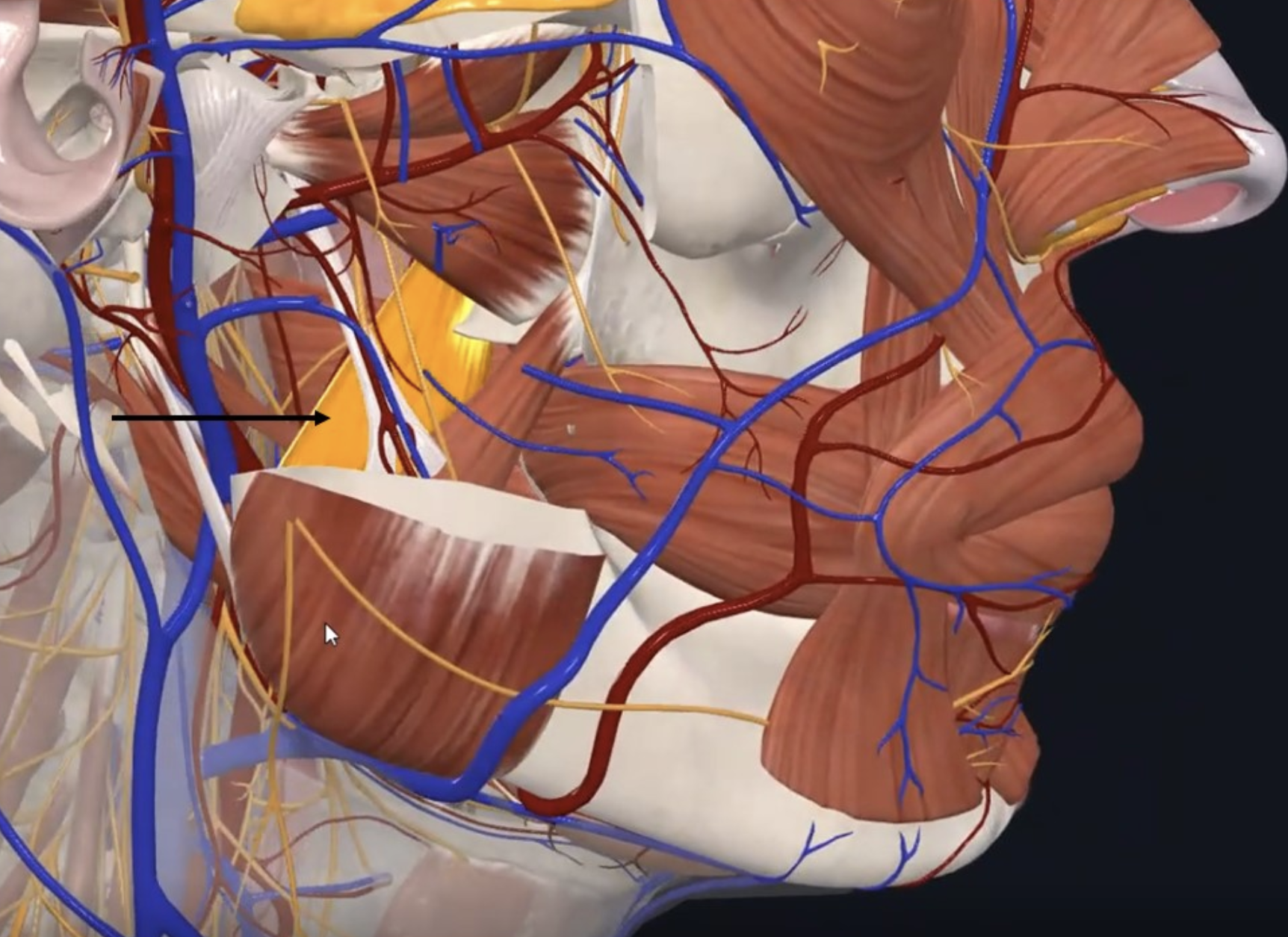 Medial Pterygoid, מקביל במסלולו לשריר ה־Maseter בצידה המדיאלי של של ה־Mandyble