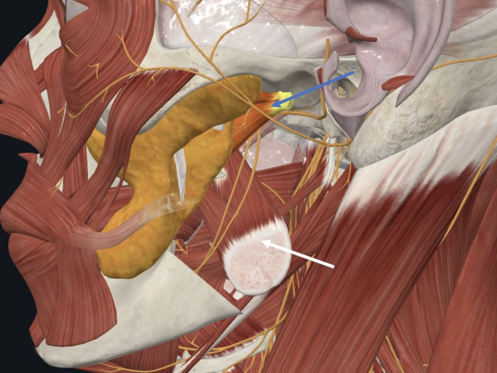 Lateral pterygoid, חולף ב־Infratemporal fossa בצורה אופקית ונאחז באזור הCondyle של עצם ה־Mandyble