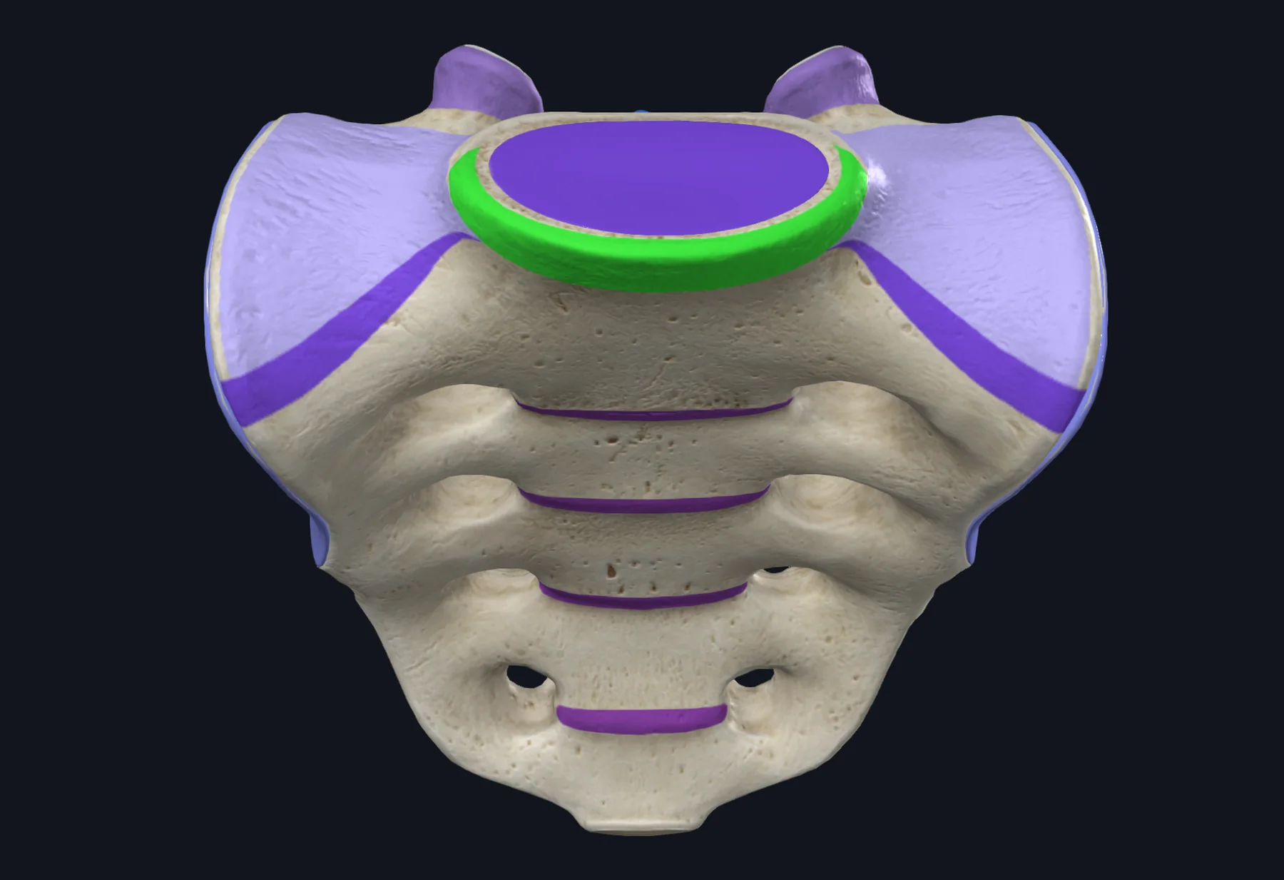 Sacral Promontory