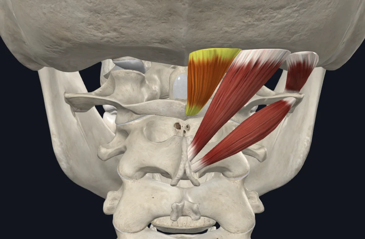 Rectus Capitis Posterior Minor