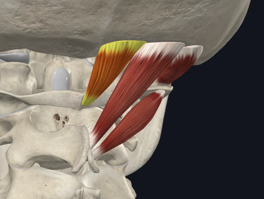 Rectus Capitis Posterior Minor2
