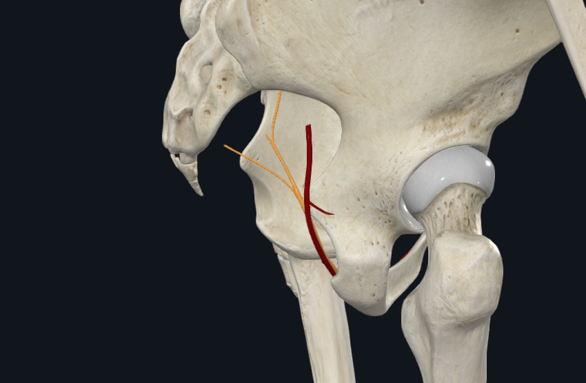 Pudendal Artery