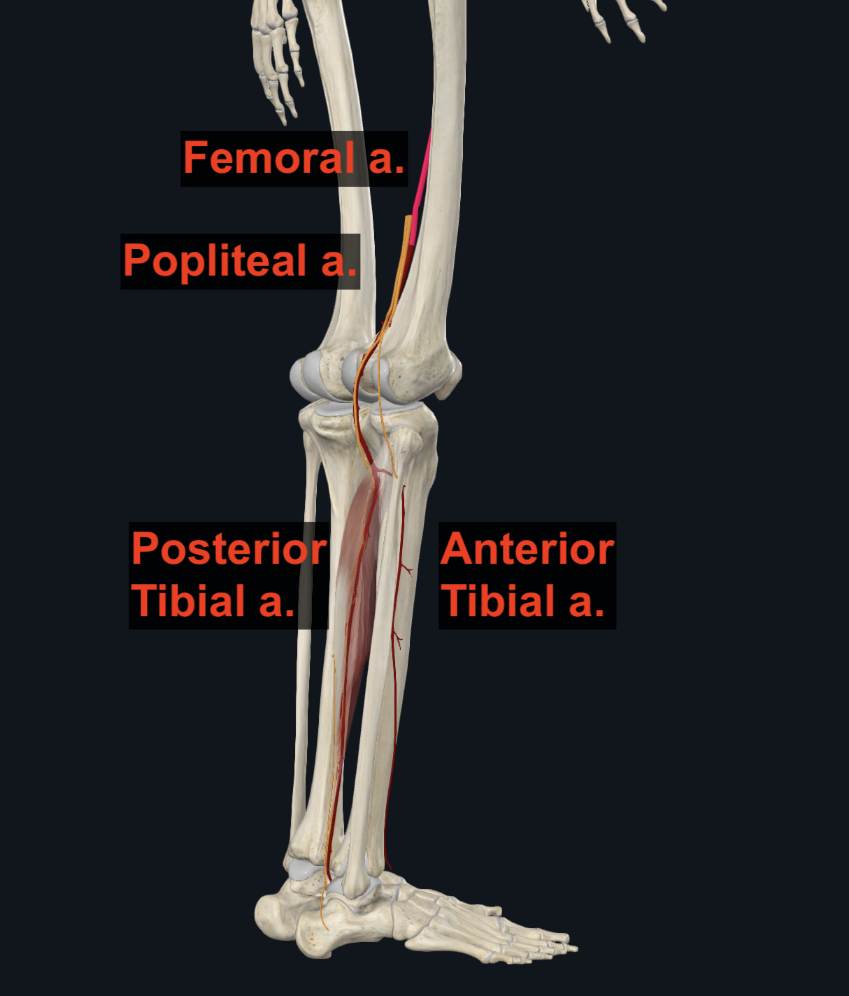 Popliteal Artery