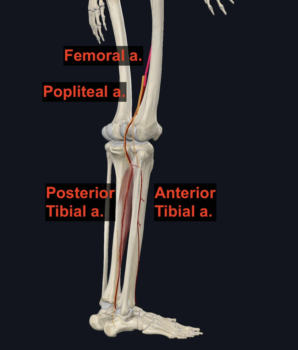 Popliteal Artery