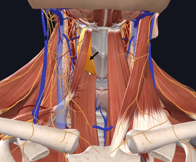 Thyrohyoid הוא אחד משרירי ה־Infrahyoid. השריר נמצא בשכבה העמוקה של הקבוצה ומקשר בין סחוס ה־Thyroid לעצם ה־Hyoid