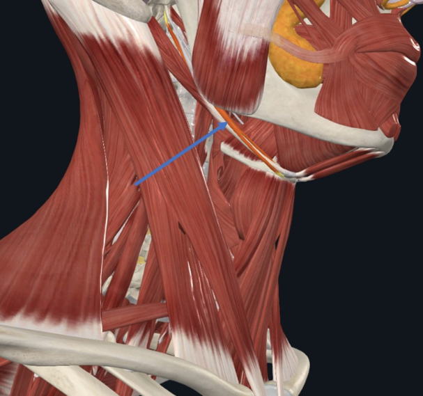 Stylohyoid, משתייך לקבוצת ה־Suprahyoid m. השריר מקשר בין ה־Styloid process לעצם ה־Hyoid