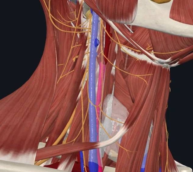 Common Carotid Artery