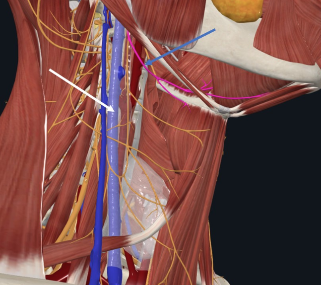 Hypoglossal Nerve