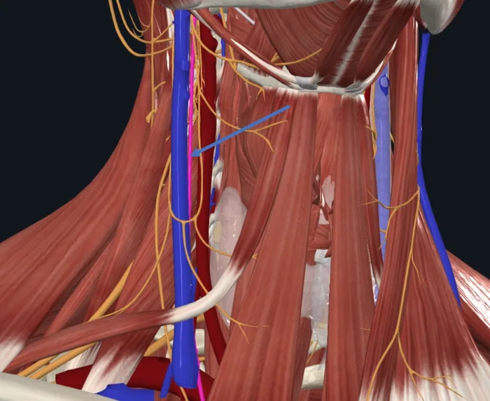Vagus Nerve