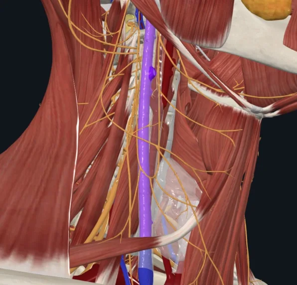 Internal Jugular Vein