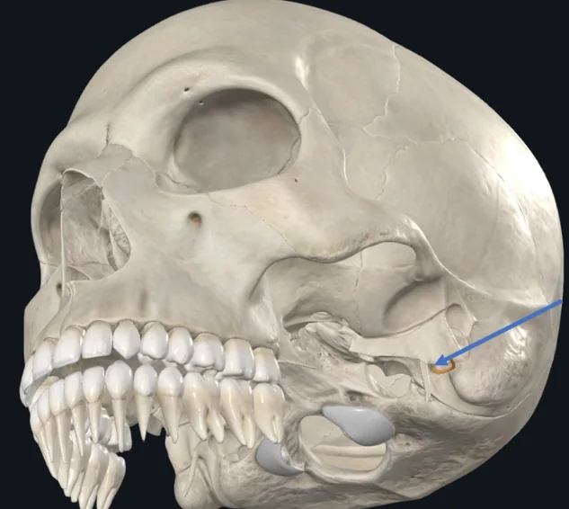 Stylomastoid foramen, דרכו מגיח מהגולגולת עצב מספר 7