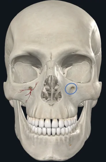 Infraorbital foramen, וה־Infraorbital artery שעובר דרכו