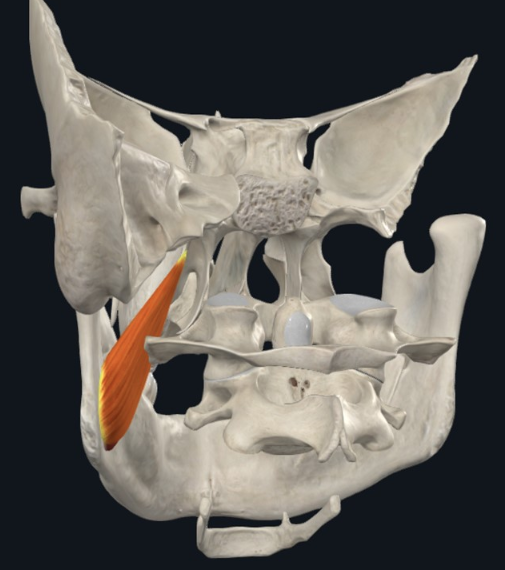 Medial Pterygoid