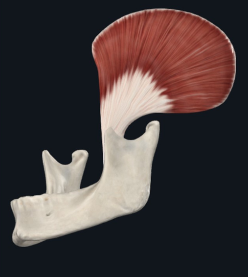 Temporalis