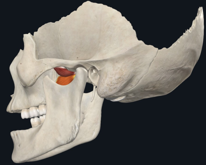 Lateral Pterygoid