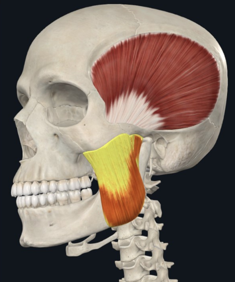 Masseter, נאחז לאורך ה־Ramus של עצם המנדיבולה ועד לזווית העצם
