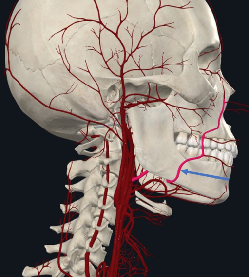 Facial Artery, ענף של ה־External Carotid Artery, מספק את הפנים