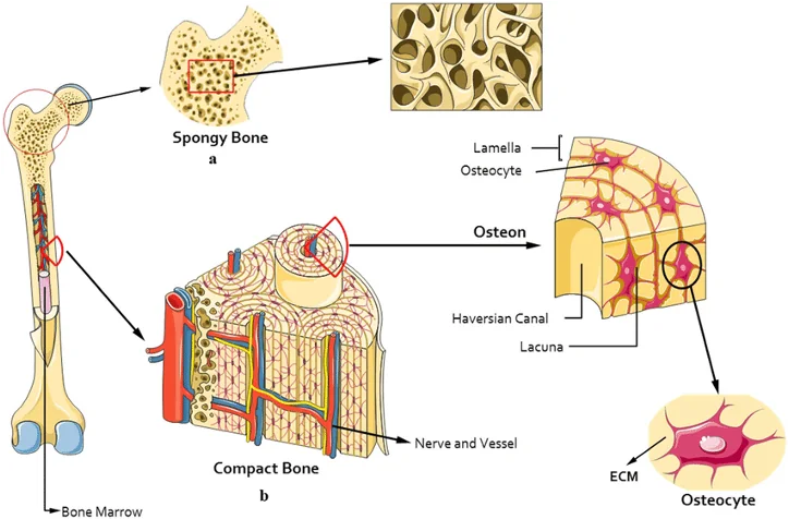Compact Bone
