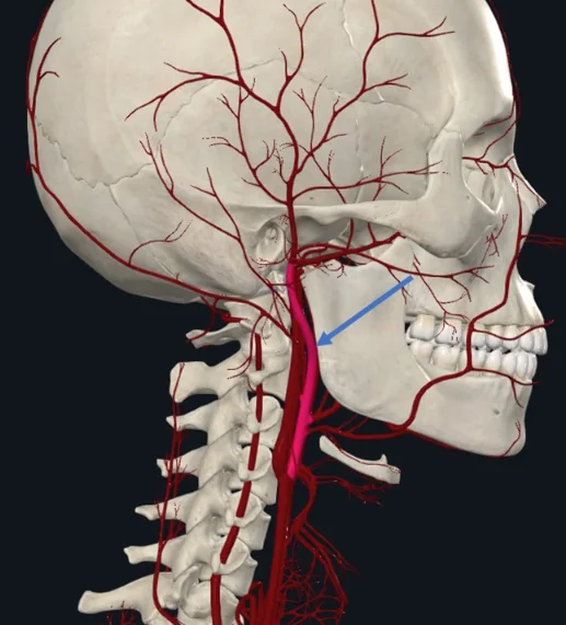 External Carotid Artery, מקורם של ה־Superficial Temporal Artery וה־Maxillary