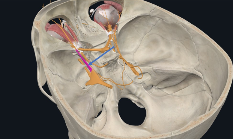Ophthalmic Nerve, עוזב את הגולגולת דרך ה־Superior orbital fissure
