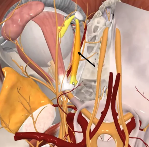 Superior Oblique, מעוצבב על ידי ה־Trochlear nerve