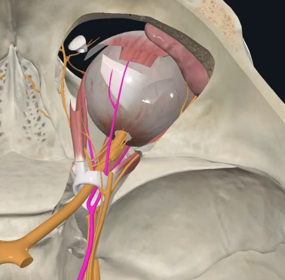Oculomotor nerve, מעצבב את מרבית שרירי גלגל העין