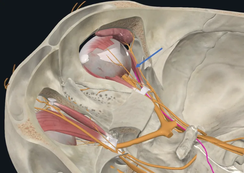 Abducens nerve, עצב קרניאלי מספר 6; מעצבב את ה־Lateral rectus muscle