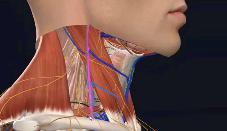 External Jugular Vein