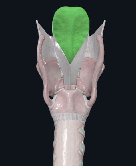 Epiglottis cartilage