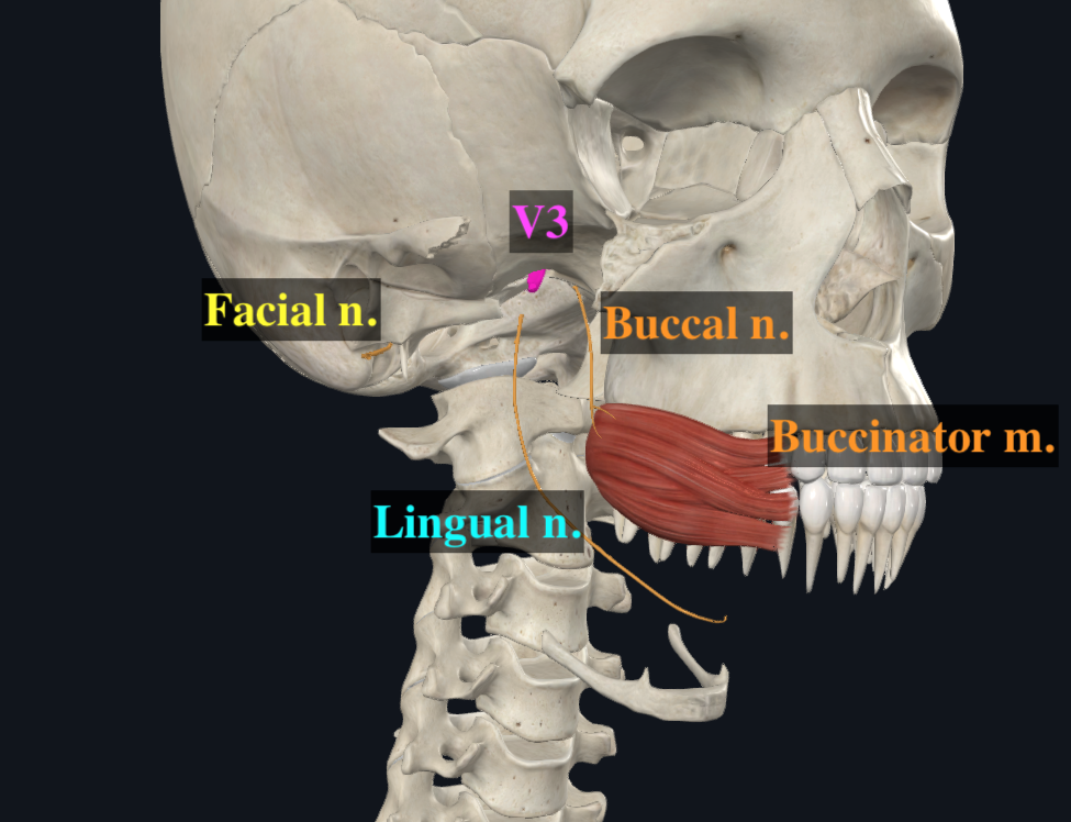 V3, Buccal Nerve and Lingual Nerve