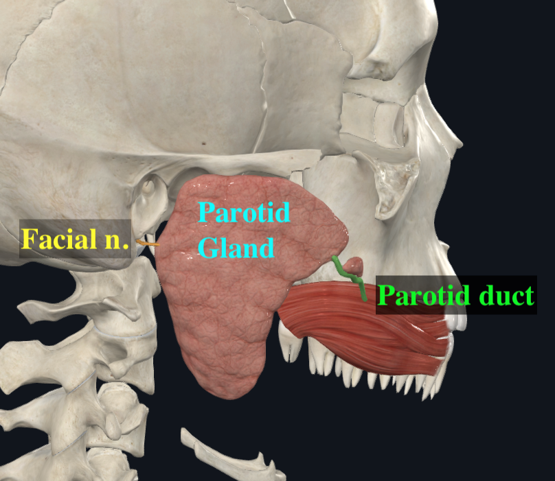 Parotid Gland