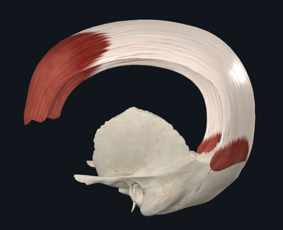 Occipitofrontalis