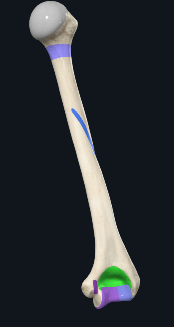 Olecranon fossa of humerus