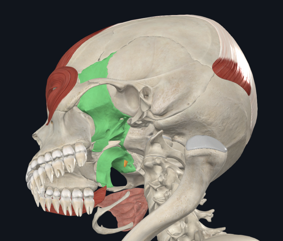 Sphenoid Bone