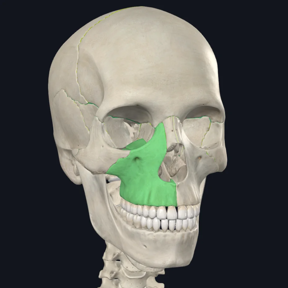Maxilla