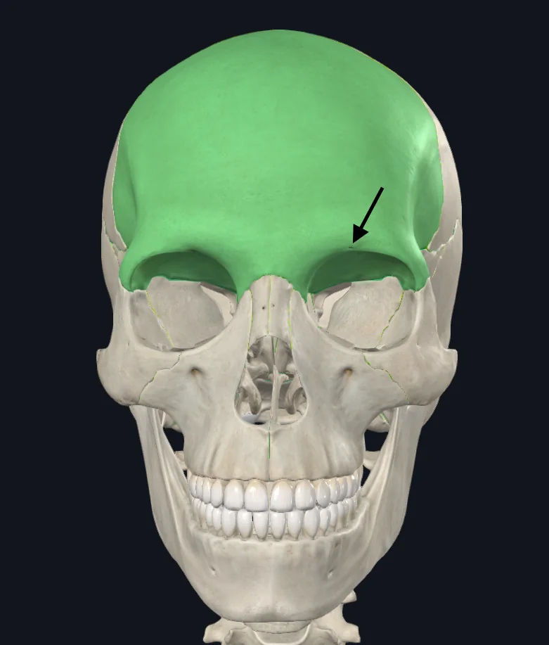 Supraorbital Foramen