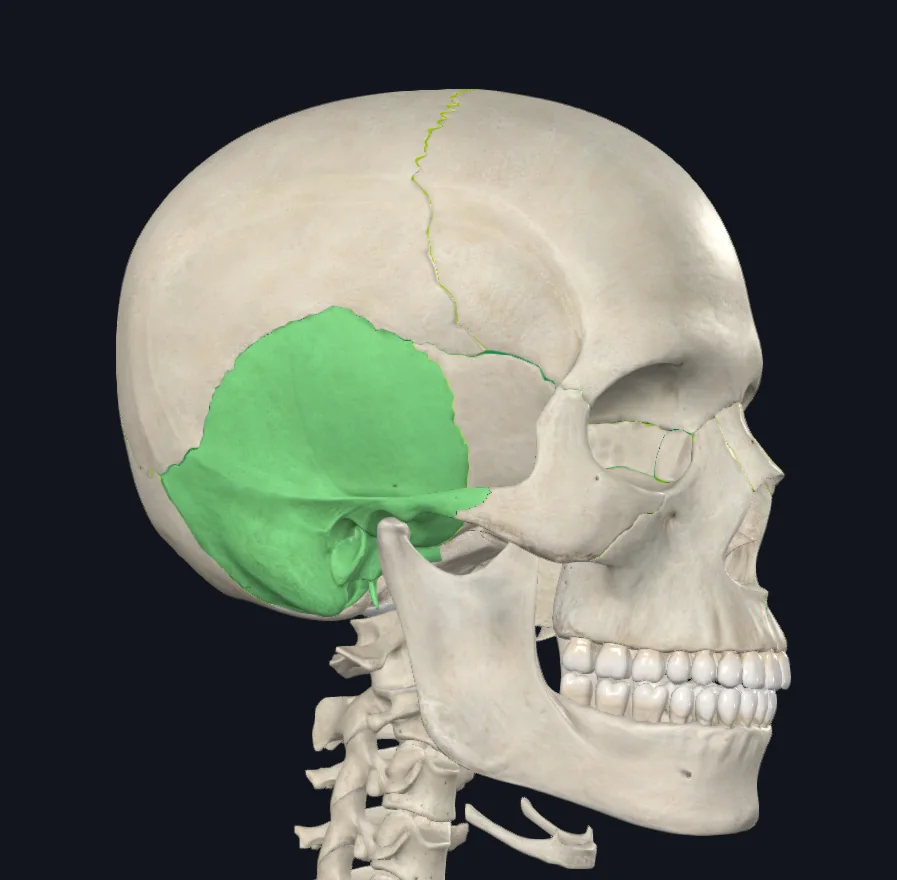 Temporal Bone