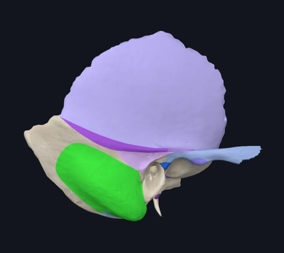 Mastoid Process