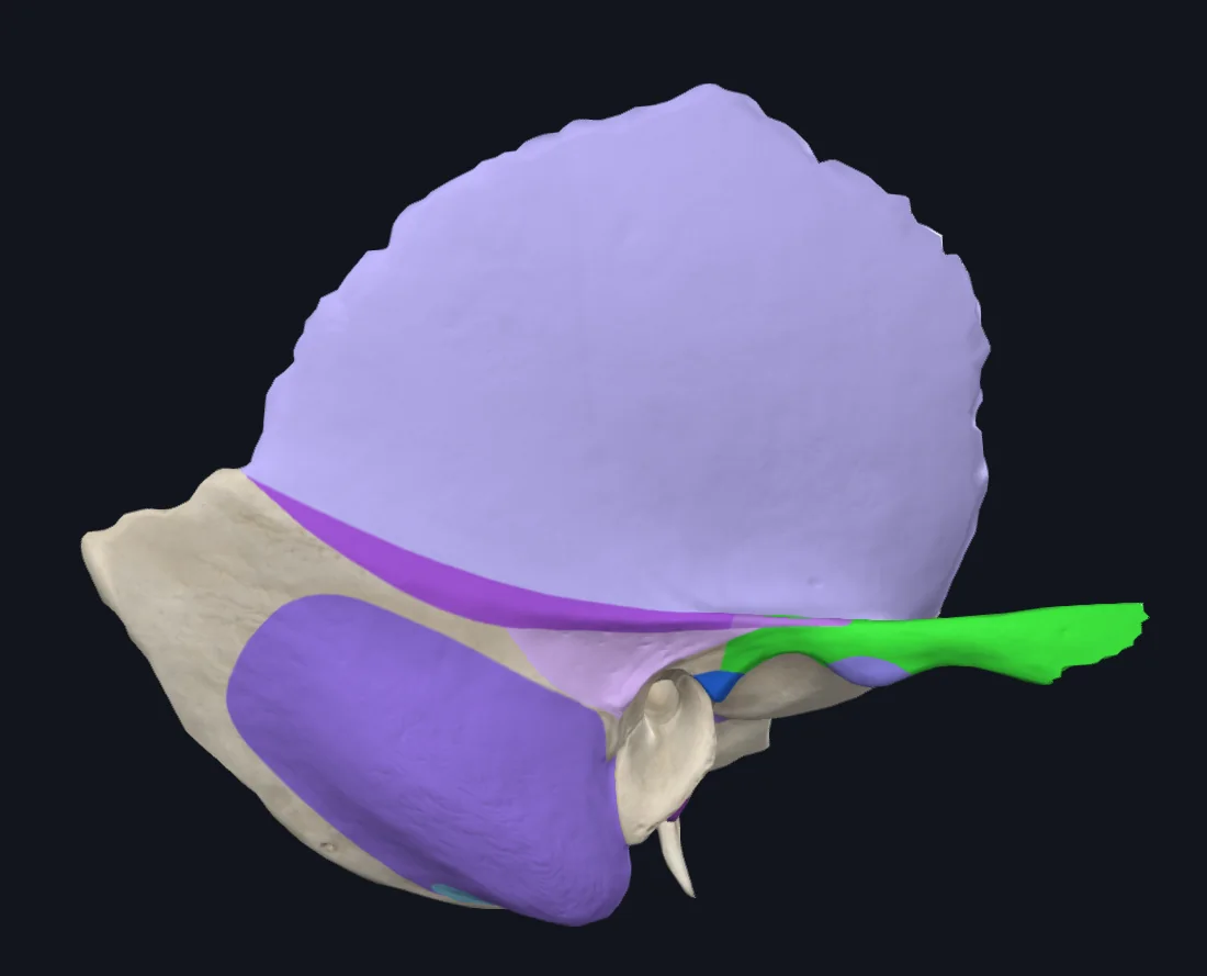 Zygomatic Arch