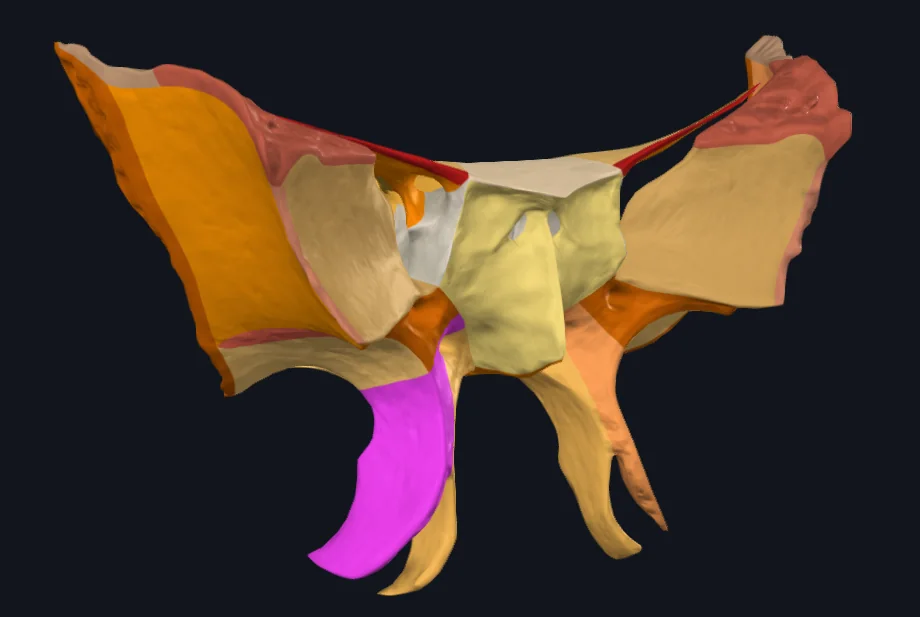 Lateral Plate of Pterygoid Process
