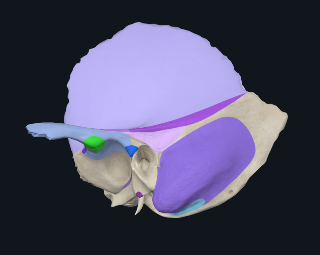 Articular Tubercle