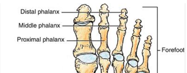 Phalanx