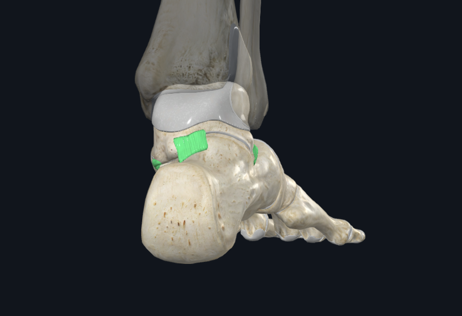 Subtalar Joint