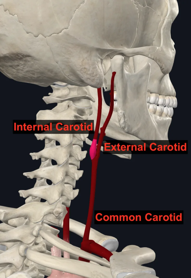 Carotid Sinus