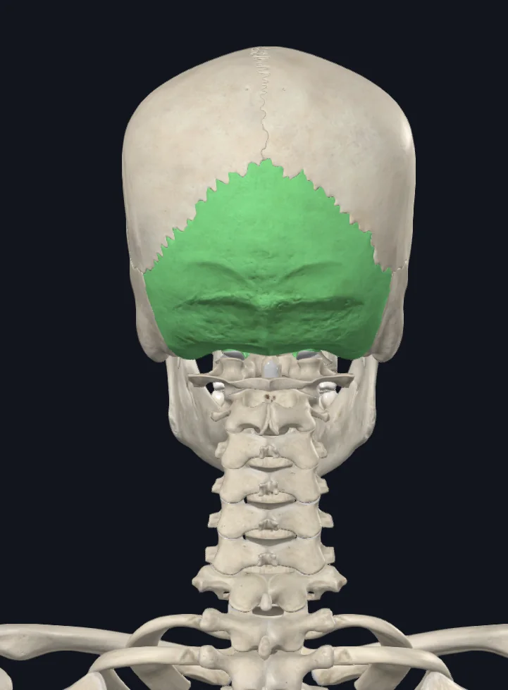 Ocipital bone